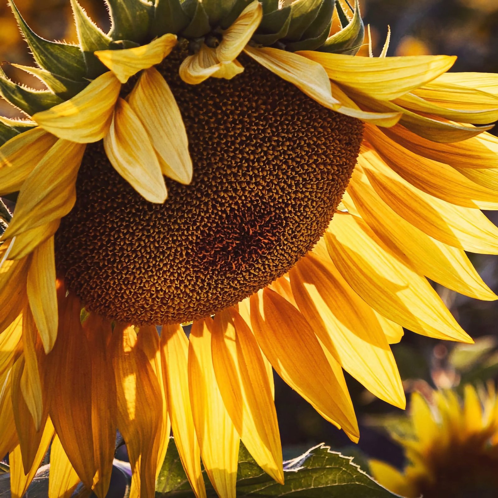 Endless Summer: Five Ways to Enjoy the Season While It Lasts