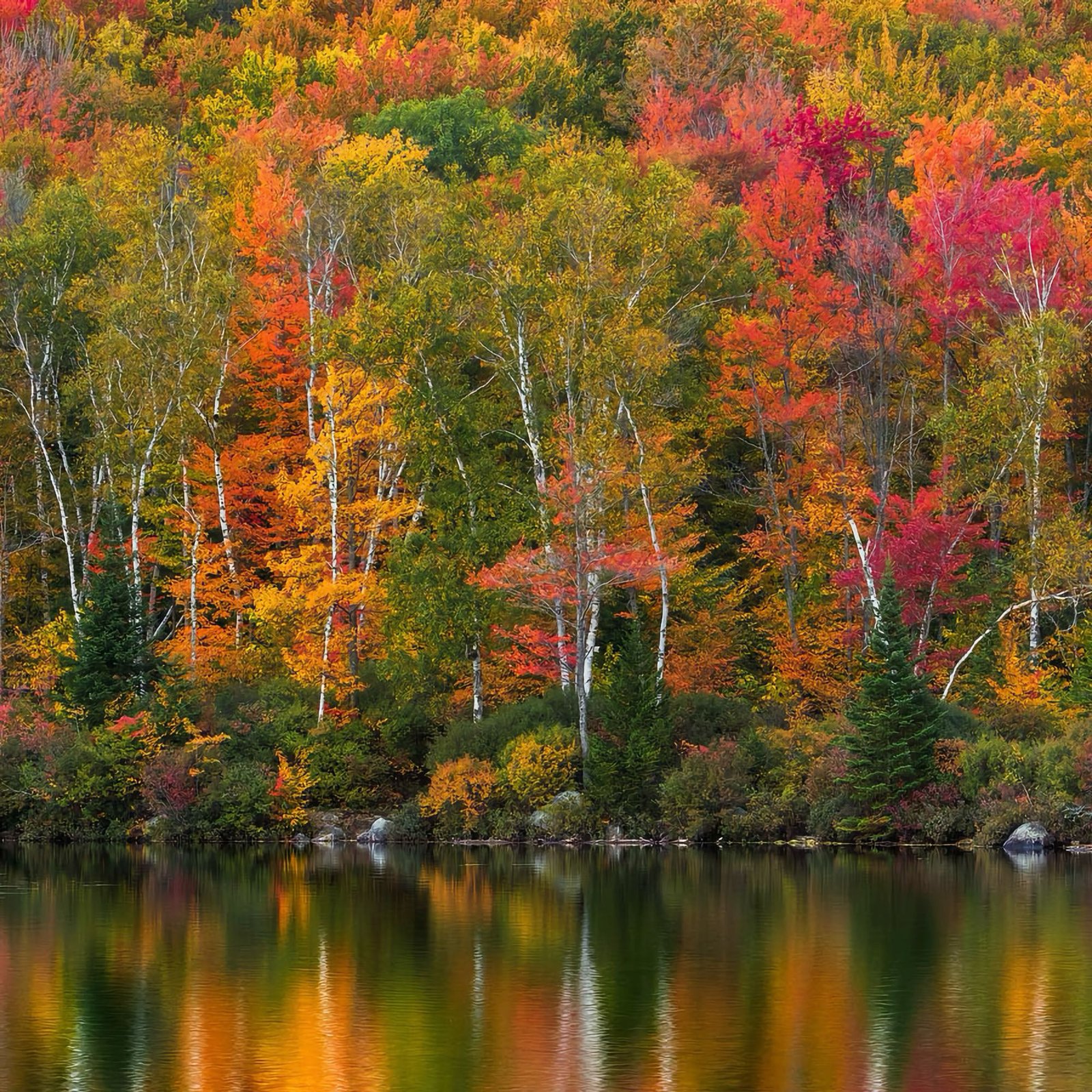 Return to Warmth: Why the Colors of Autumn Comfort Us